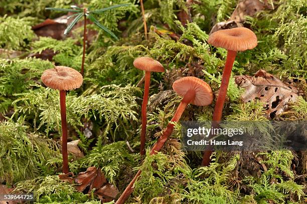 waxy laccaria -laccaria laccata-, baden-wurttemberg, germany - laccaria laccata stock pictures, royalty-free photos & images