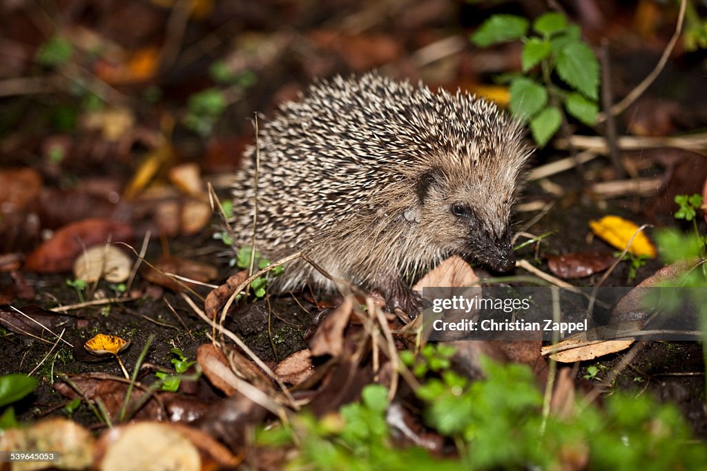 Young hedgehog -Erinaceus europaeus-, Bavaria, Germany
