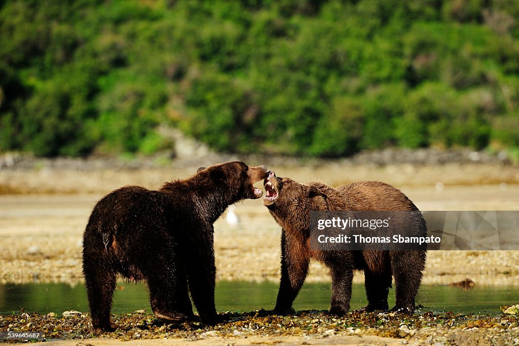 Two Brown Bears -Ursus arctos- play-fighting with each other, Katmai National Park, Alaska