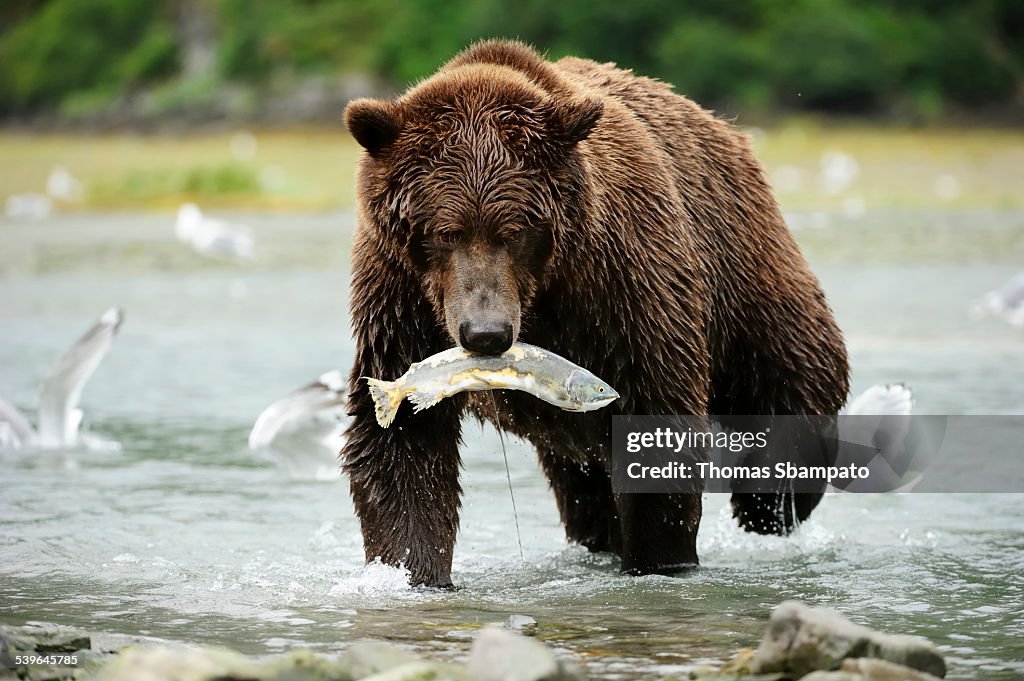 Brown Bear -Ursus arctos- crossing the river with salmon in its mouth, Katmai National Park, Alaska