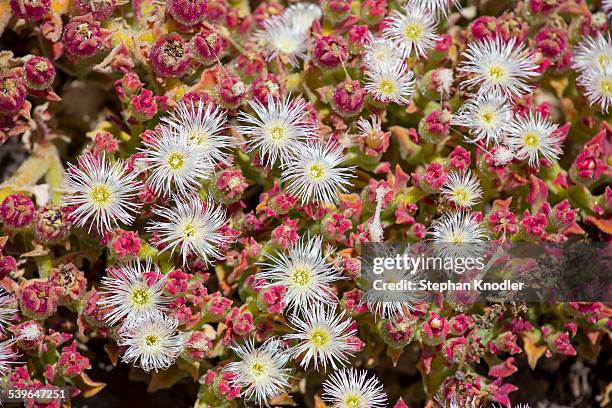 ice plant or crystalline iceplant -mesembryanthemum crystallinum-, valle gran rey, la gomera, canary islands, spain - aizoaceae stock pictures, royalty-free photos & images