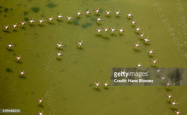 flamingo flock, pink flamingos -phoenicopterus roseus-, above the low water, saintes-maries-de-la-mer, camargue, provence-alpes-cote dazur, france - camargue photos et images de collection