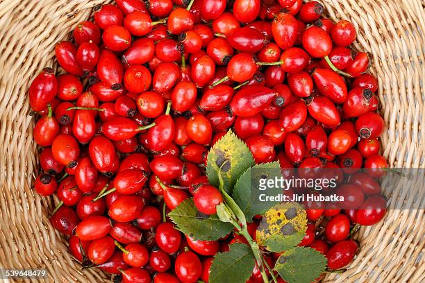 rose hips of the dog rose -rosa canina- in a wicker basket, bavaria, germany - ca nina stock pictures, royalty-free photos & images