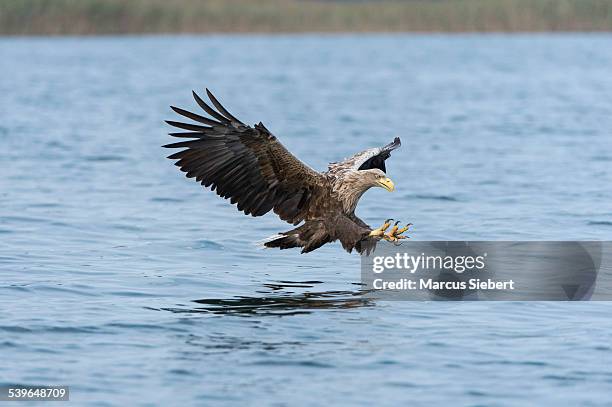 white-tailed eagle or sea eagle -haliaeetus albicilla-, in flight, mecklenburg lake district, mecklenburg-western pomerania, germany - accipitridae stock-fotos und bilder