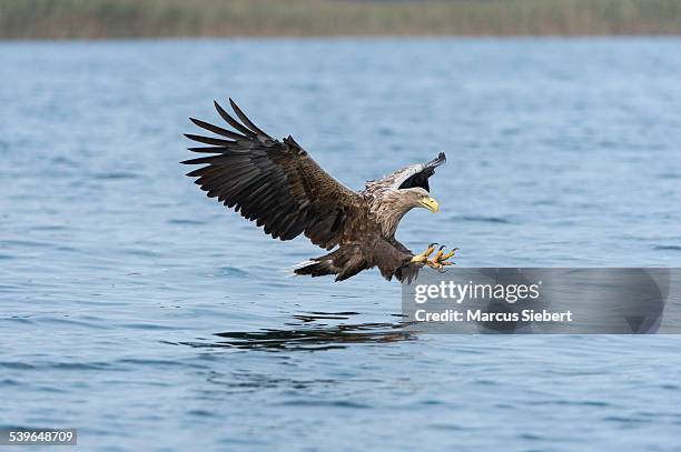 white-tailed eagle or sea eagle -haliaeetus albicilla-, in flight, mecklenburg lake district, mecklenburg-western pomerania, germany - 海雕 個照片及圖片檔
