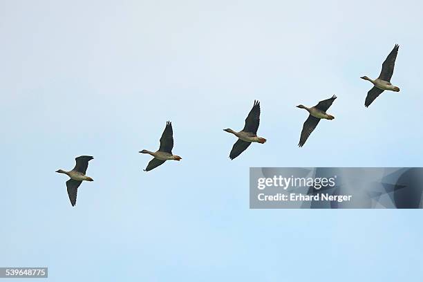 bean geese -anser fabalis-, brandenburg, germany - anser fabalis stock pictures, royalty-free photos & images