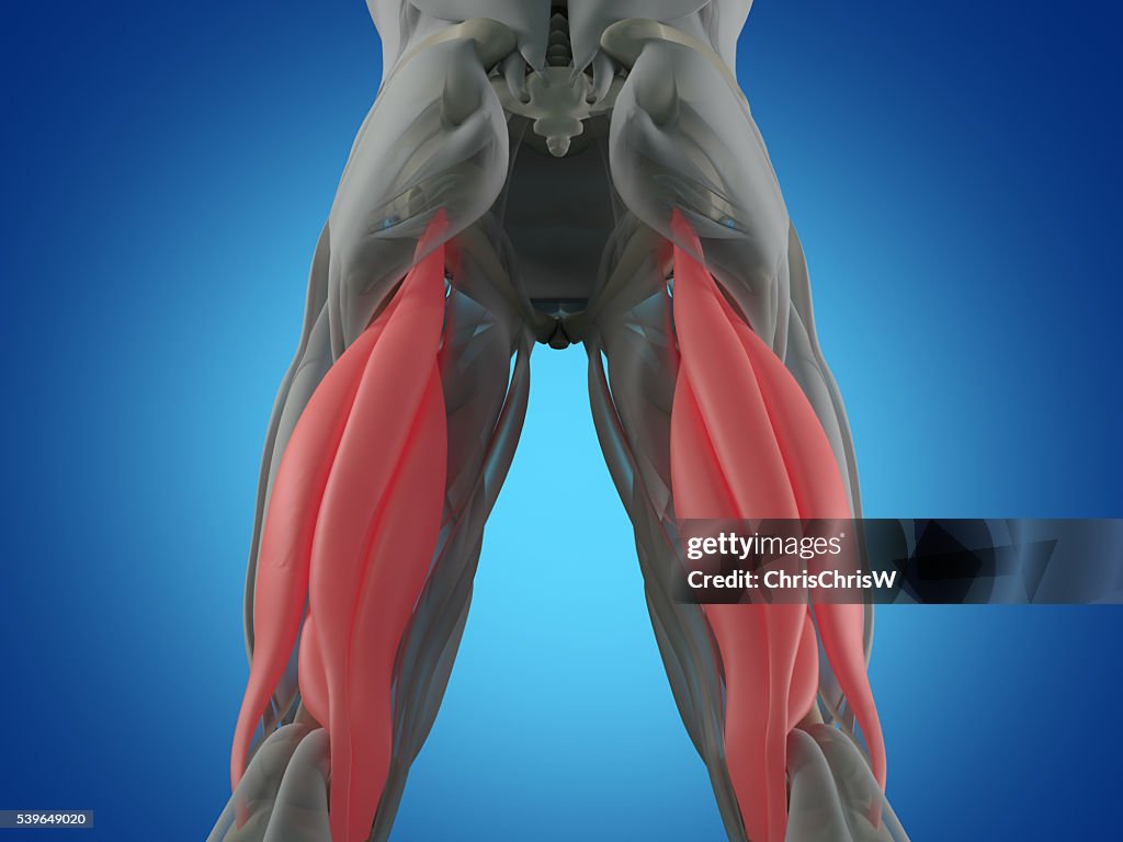 Real Hamstring Hamstring Muscle Group Human Anatomy Muscle System 3d Illustration High ...