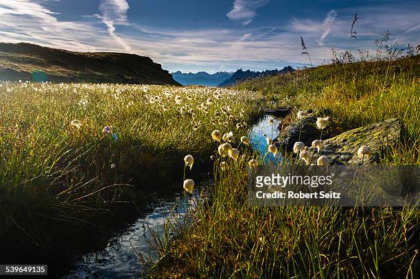 cotton grass -eriophorum- with stream and mountain peaks, gargellen, montafon, vorarlberg, austria - montafon valley stock pictures, royalty-free photos & images