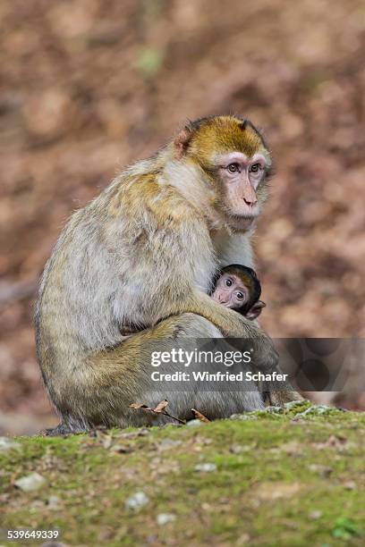 Simiiformes Photos and Premium High Res Pictures - Getty Images