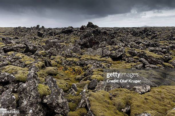 Elongate Rocks Elongatum Photos and Premium High Res Pictures - Getty Images