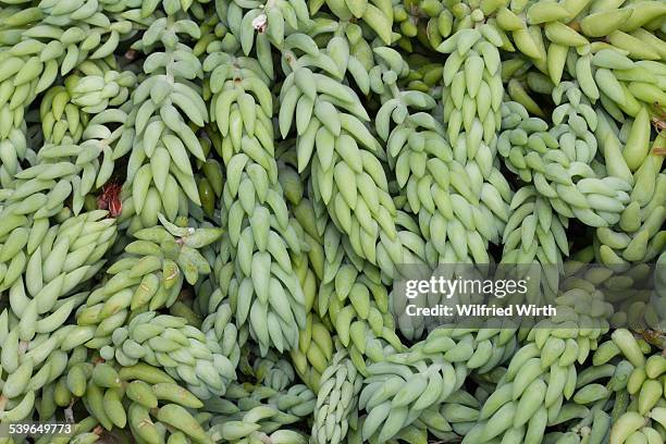 burros tail or donkey tail -sedum morganianum-, native to mexico - donkey tail stock pictures, royalty-free photos & images