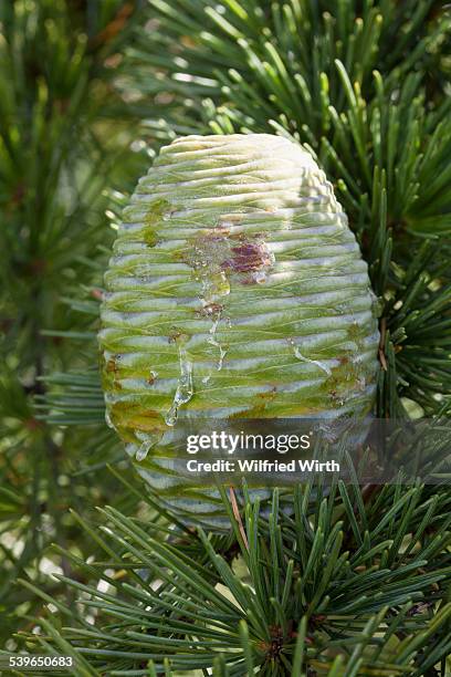 pin, himalayan cedar -cedrus deodara- - himalayan cedar stock pictures, royalty-free photos & images
