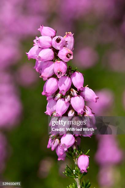 heather-bell -erica cinerea rosi- - erica cinerea stock pictures, royalty-free photos & images