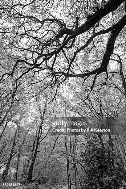 complexity of a snowy tree canopy - tree canopy pattern fotografías e imágenes de stock