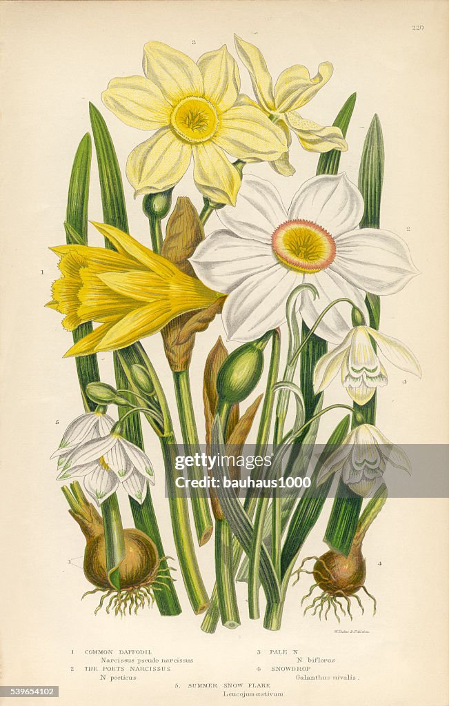 Daffodil, Narcissus, Jonquil, Snowdrop, Buttercup Victorian Botanical Illustration