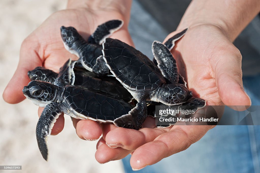 A woman holds a clutch of Leatherback turtle hatchlings prior to release after hatching in captivity.