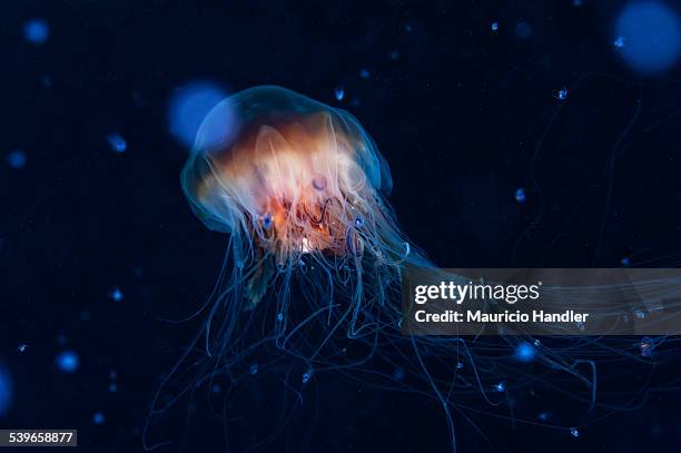 a lions mane jellyfish drifts in the current. - lions mane jellyfish stock pictures, royalty-free photos & images