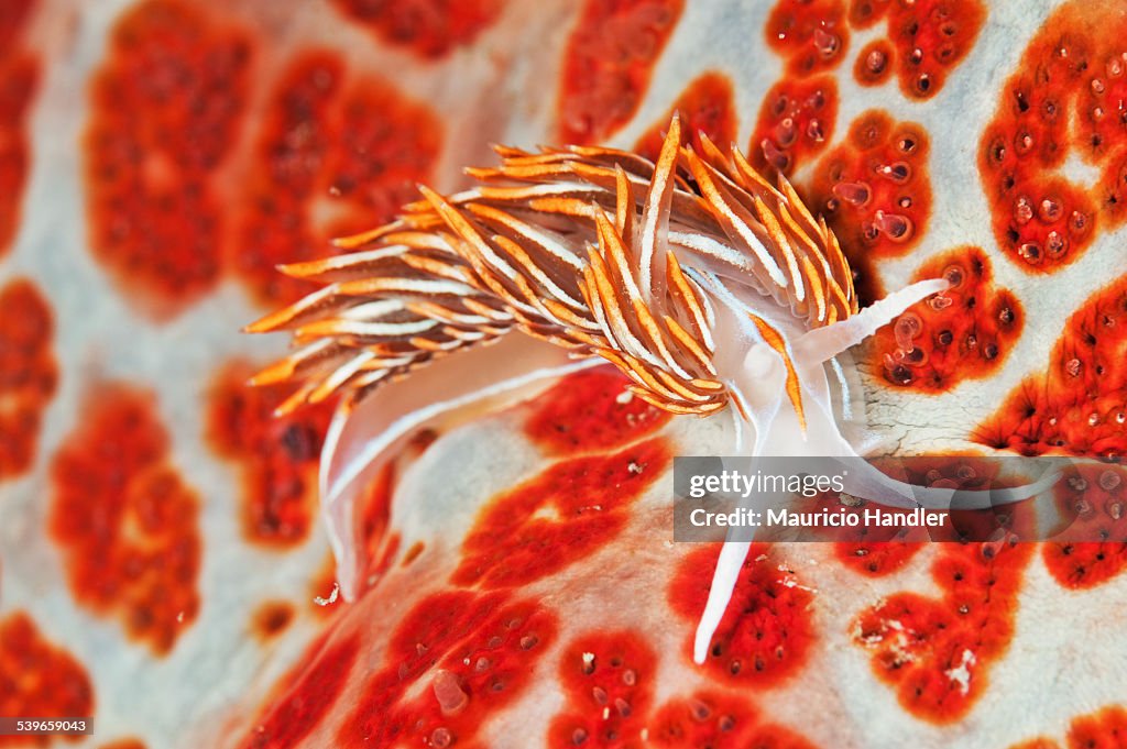 An opalescent nudibranch crawls on an equally vibrant leather starfish.