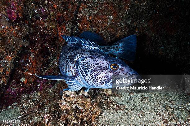 76 Ling Cod Stock Photos, High-Res Pictures, and Images - Getty Images