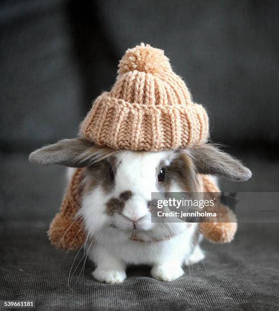 pet bunny wearing wool hat - pet clothing foto e immagini stock