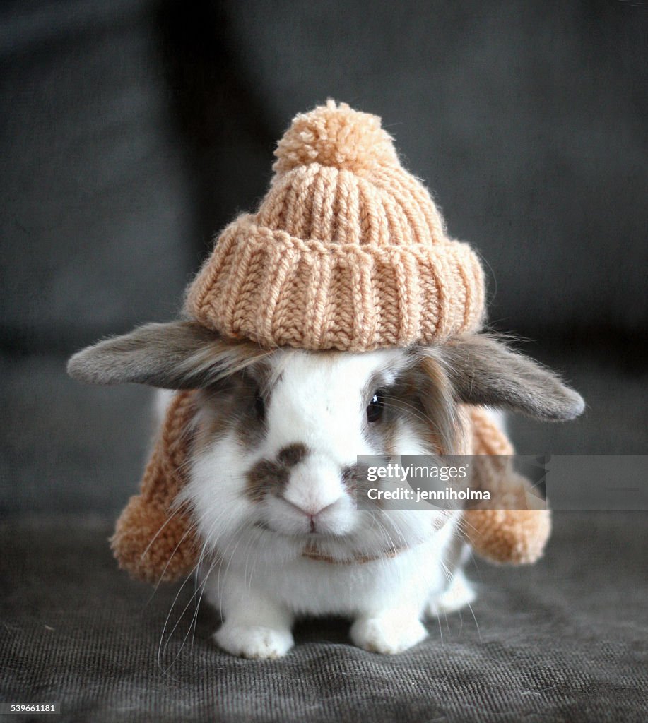 Pet bunny wearing wool hat