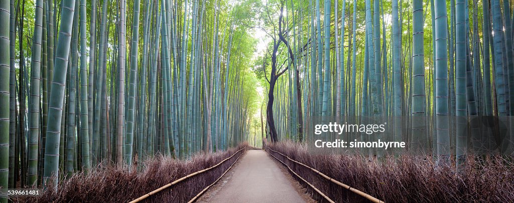 Japan, Kyoto, Arashiyama bamboo forest at sunrise