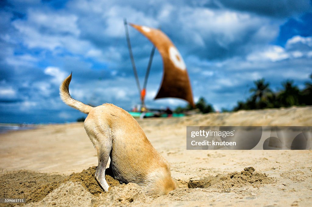 Dog digging for crabs