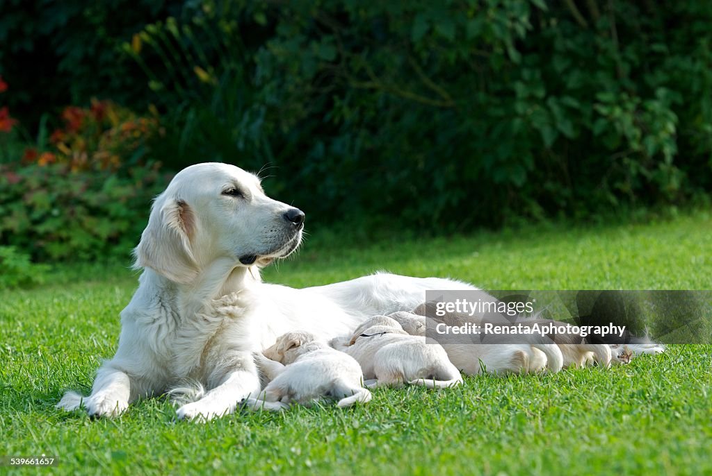 Golden Retriever dog nursing her puppies