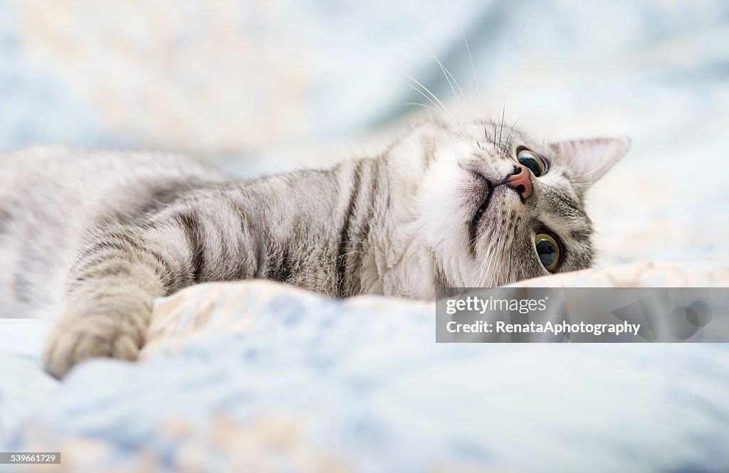 Cat relaxing in bed