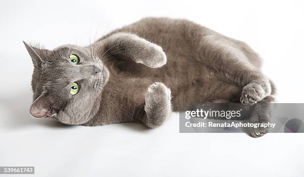 blue russian cat lying on its side - russian blue cat stock pictures, royalty-free photos & images