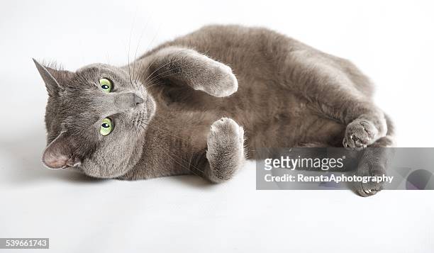 blue russian cat lying on its side - russian blue katt bildbanksfoton och bilder