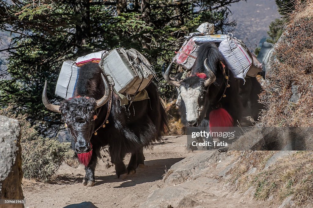 Nepal, Himalayas, Kumbu, Tengboche, Yaks carrying bags on mountain path