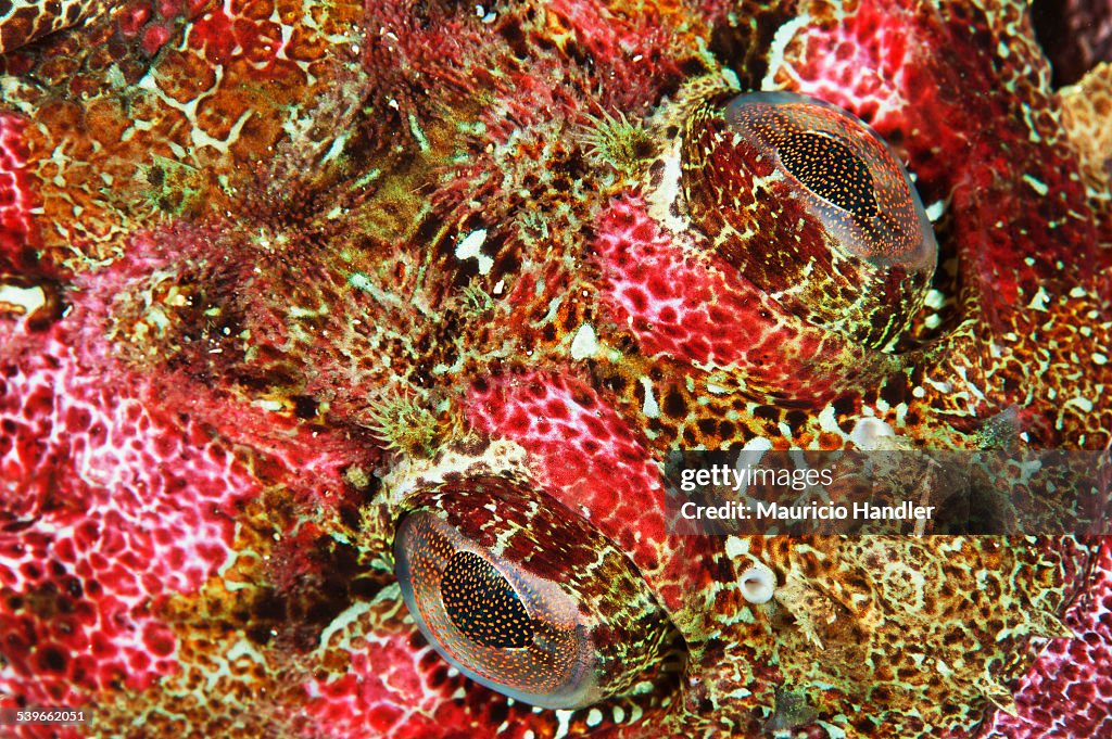 Close up of a red Irish lord fish.
