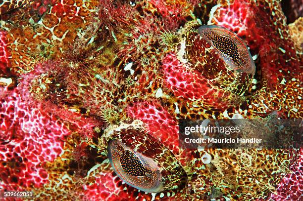 Close Up Of A Red Irish Lord Fish High-Res Stock Photo