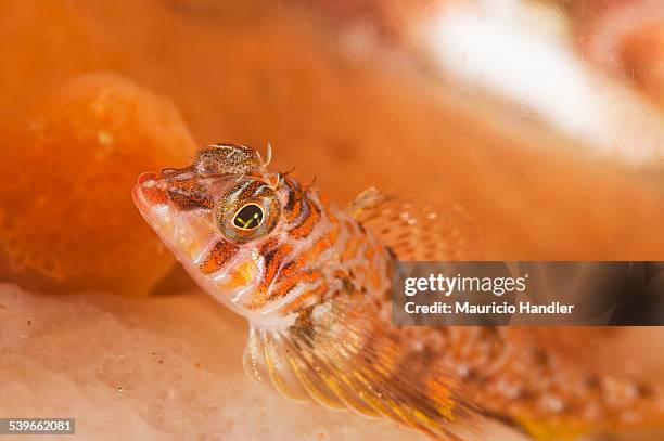 88 Sculpin Fish Stock Photos, High-Res Pictures, and Images - Getty Images