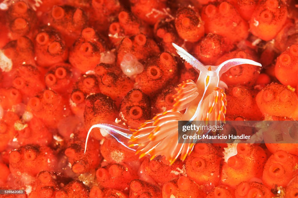 An opalescent nudibranch crawls over tunicates.