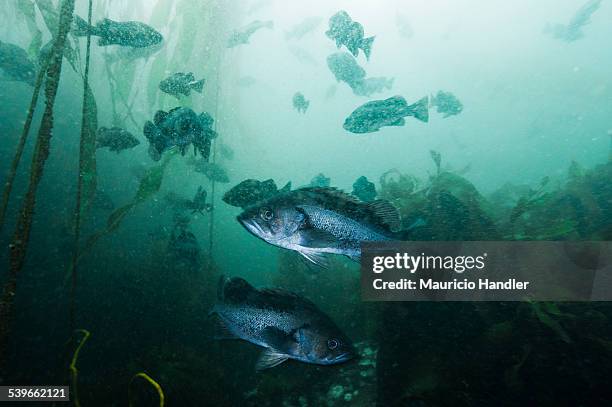 black rockfish swim through a kelp forest. - sebastes melanops stock pictures, royalty-free photos & images