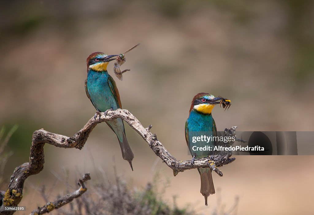 Spain, Two bee-eaters with pray sitting on branch