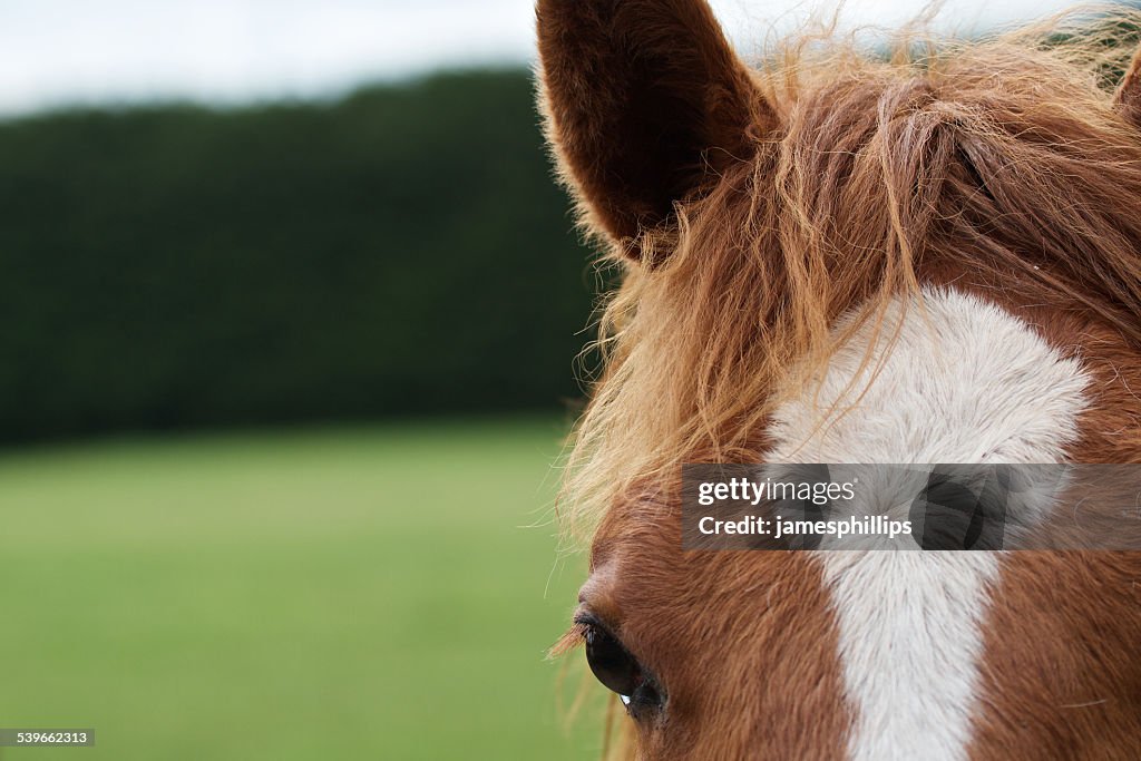 Close-up of horse's head