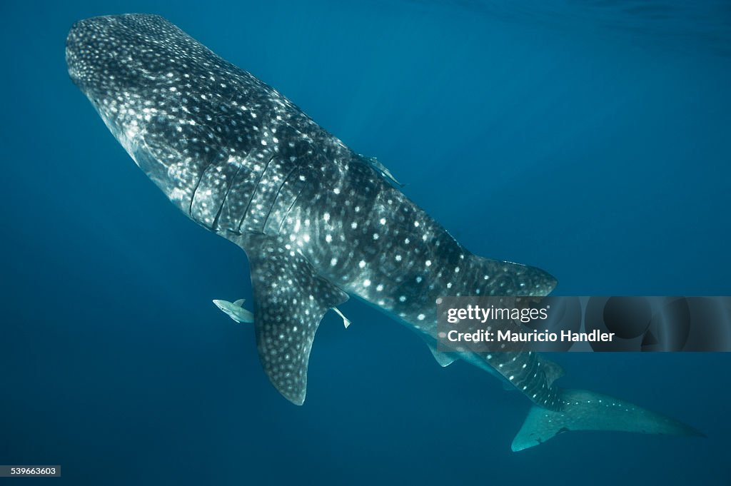 Remoras roam under a whale shark who goes vertical in midwater.