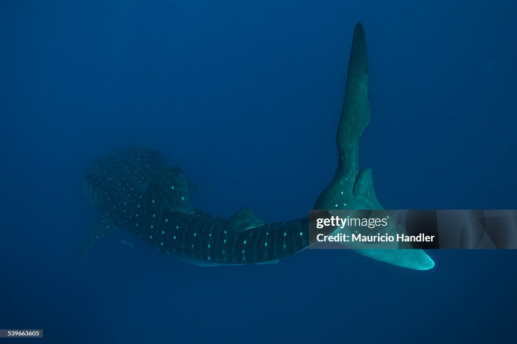 A whale shark swimming.