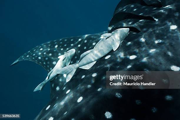 large white remoras attached to just behind a whale sharks gill slits. - branchia foto e immagini stock