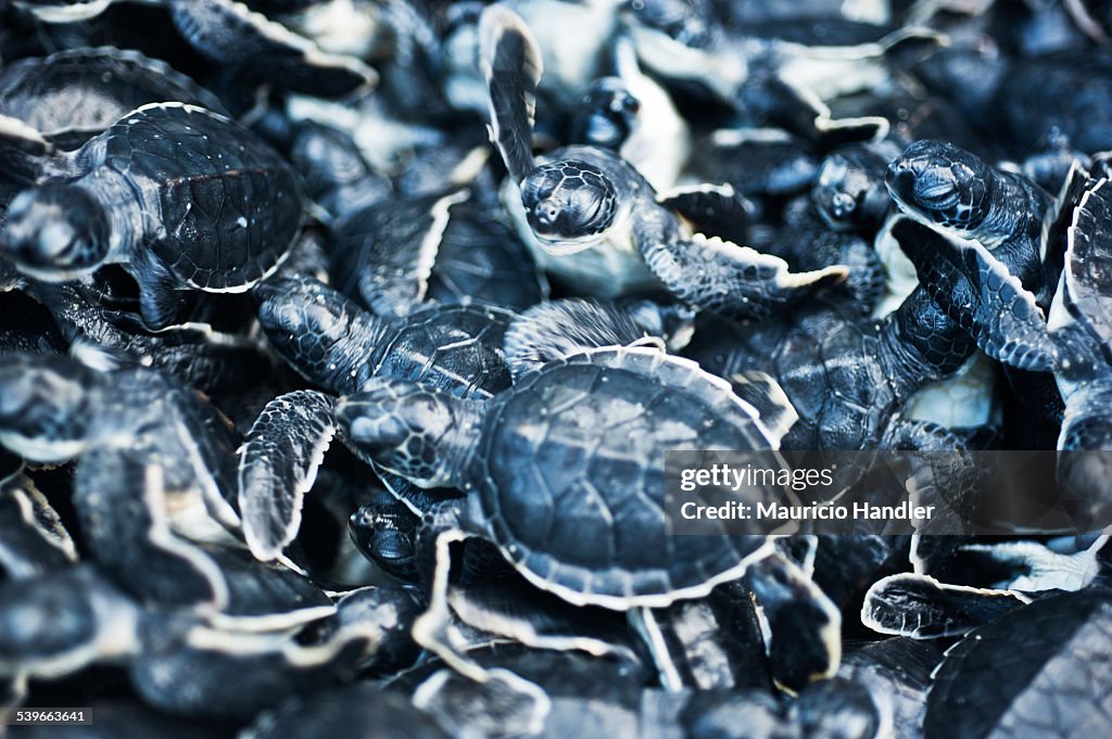 Leatherback turtles, newly released after being hatched in captivity.