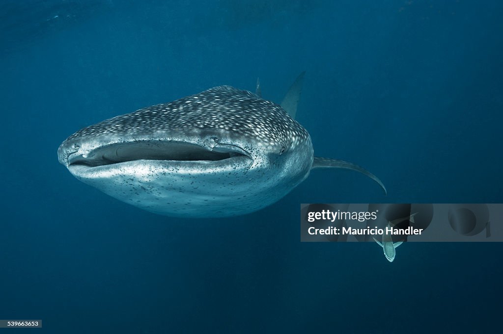 A remora and a whale shark feeding with open mouth.