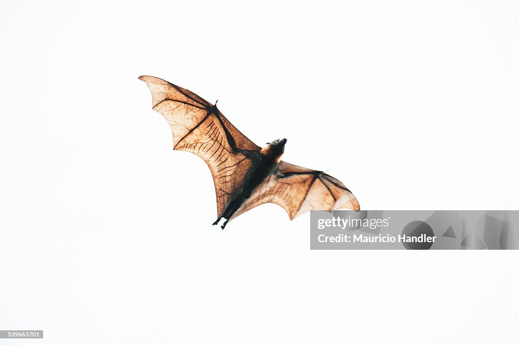 A fruit bat in flight on Mioskon Island.