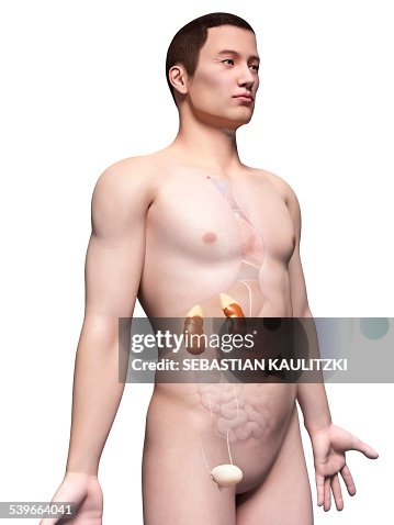 Human urinary system, illustration Human urinary system, illustration