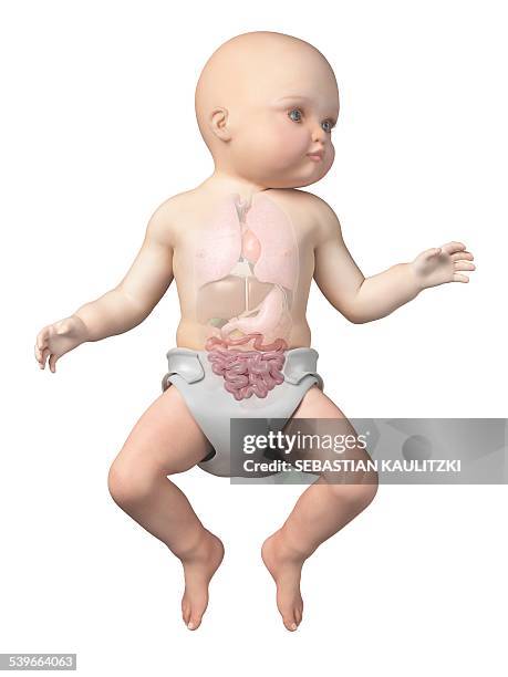 illustrations, cliparts, dessins animés et icônes de babys intestine, illustration - intestin animal