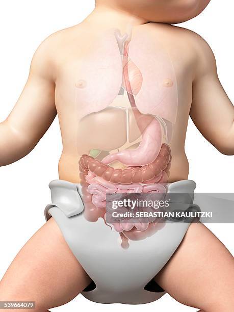 babys digestive system, illustration - animal digestive system stock-grafiken, -clipart, -cartoons und -symbole