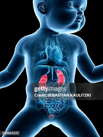 Babys urinary system, illustration Babys urinary system, illustration
