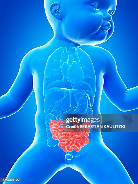 babys intestine, illustration - small intestine stock illustrations